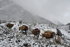 Pakistan, Gilgit Baltistan, Rupal-Tal, ein Hirte führt seine mit Holz beladenen Esel über einen verschneiten Weg