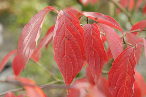 Cornus Stellar Pink