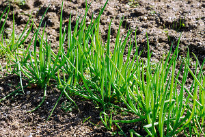 Winter onion (Allium fistulosum, spring onion, early onion, spring onion, spring onion, spring onion, onion tube, tubular onion, scallion, scallion, cut onion, perpetual onion, winter hedge onion, winter hec