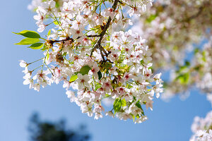 blühende Zwerg-Kirsche (Prunus lannesiana E. H. Wilson var. speciosa), Blütenzweig, Portrait