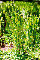 Borstiger Schildfarn (Polystichum setiferum), Grannen-Schildfarn, Farnwedel beim Ausrollen im Garten