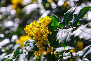 Flowering common mahonia (Mahonia aquifolium, thorn-leaved mahonia)