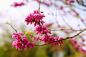 Blühender Chinesischer Judasbaum (Cercis chinesis Bunge, Chinesische Rotknospe)