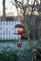 Homemade bird feeder made from cones and apples in the winter garden