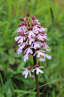 Purple Orchid (Orchis purpurea), portrait