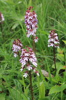 Purpurknabenkraut (Orchis purpurea), Portrait