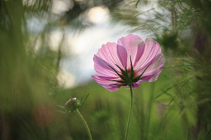 Rosa Schmuckkörbchen, Cosmee (Cosmos bipinnatus), Cosmeablüte, Portrait