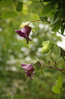 Violette Glockenrebe (Cobaea scandens), Glockenwinde, am Strauch, close-up