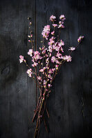 Blossoming cherry branches (Prunus) on a dark wooden background