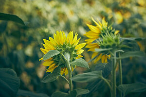 Sonnenblumenfeld (Helianthus Annuus) im Sommer