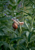 Roman land snail on a manstraw flower (Eryngium) in the garden