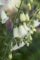 Weißer Fingerhut (Digitalis purpurea) mit Blüten, Portrait