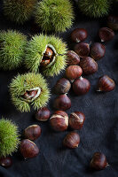 Edelkastanien (Castanea sativa) mit und ohne stachlige Schale auf dunklem Stoffhintergrund