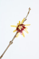 Blüte der Chinesischen Winterblüte (Chimonanthus praecox) vor weißem Hintergrund