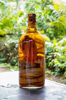 Bottle of rice wine with pickled cobra