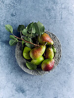 Pears with leaves in a concrete bowl