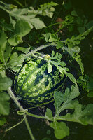 Watermelon on the plant