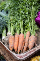 Fresh carrots with greens in wooden basket