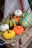 Kürbissorten im herbstlichen Stillleben