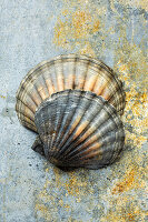 Two scallops on a rustic background