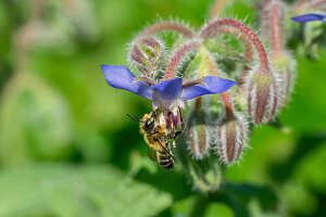 Totholzblattschneiderbiene (Megachile willughbiella) sammelt Nektar an einer Borretschblüte