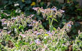 Borretschblüten (Borago Officinalis) im Gartenbeet