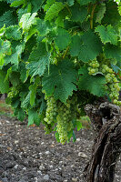 Vines in the Cognac region