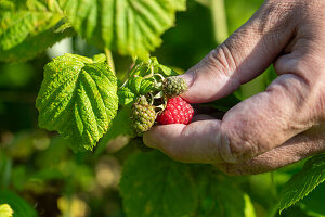 Picking fresh raspberries on the bush