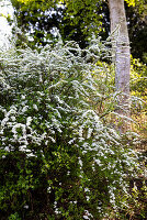 Blühende Schneeballspiere (Spiraea thunbergii), Thunbergs Mädesüß, Strauch im Gartenbeet