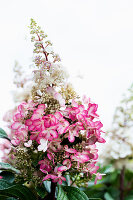 Blühende Gartenhortensie (Hydrangea macrophylla), Portrait