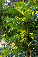 Blühende Mahonie (Mahonia) im Garten, close-up