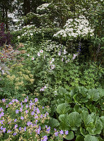 Üppiges Staudenbeet mit Margeriten (Leucanthemum) und violetten Wiesenblumen im Sommergarten