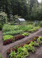 Vielfältiger Gemüsegarten mit Salatbeeten und Gewächshaus im Sommer