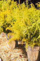 Leuchtend gelbe Wildblumenstrauß im Metalleimer als Gartendekoration