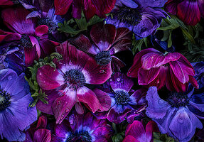 Kronen-Anemonen (Anemone coronaria) in Rot-, Blau- und Violetttönen, Hintergrundbild