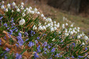 Märzenbecher (Leucojum vernum) und Blaustern (Scilla bifolia) im Frühlingsgarten