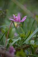 Hunds-Zahnlilie (Erythronium dens-canis) im Garten