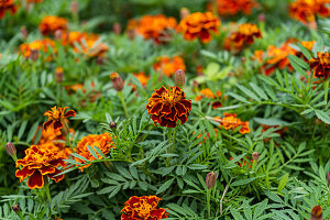 Studentenblume, Tagetes (Tagetes) im herbstlichen Garten