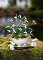 Schneeglöckchen (Galanthus nivalis) in weißer Porzellan-Sauciere