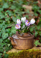 Kleiner Strauß aus Frühlings-Krokus (Crocus vernus) 'Pickwick' in altem Wasserkessel