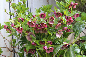 Lenzrose (Helleborus orientalis) mit roten Blüten