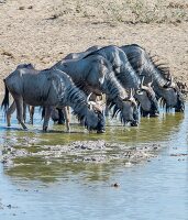 Namibia, Oshana province, Etosha National Park, Blue Wildbeest