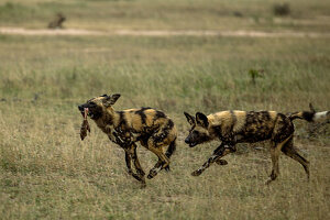 Wild dogs, Lycaon pictus, eating a kill and chasing each other.
