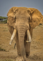 Elephant, Amboseli National Park