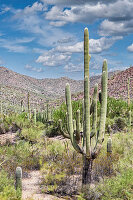 Saguaro National Park near Tucson, Arizona.