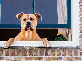 Dog in the window of a brick building along the streets of Alkmaar. (Editorial Use Only)