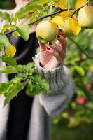 Frau pflückt gelben Apfel
