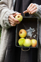 Frau hält Zinkwanne mit gelben Äpfeln