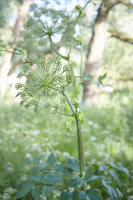 Engelwurz im sommerlichen Garten