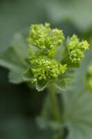 Blühender Frauenmantel im Detail